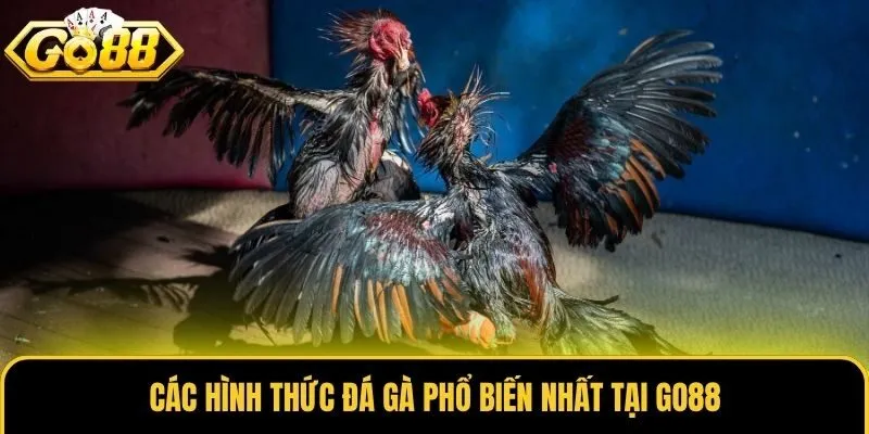 Các hình thức đá gà phổ biến nhất tại Go88