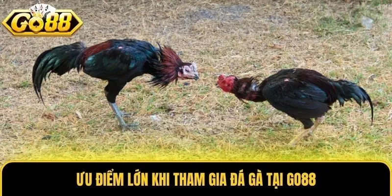 Ưu điểm lớn khi tham gia đá gà tại Go88
